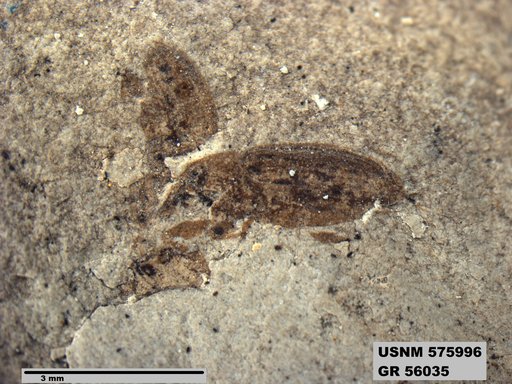 Insecta