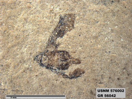 Genus sp