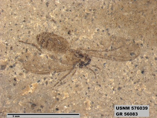 Insecta
