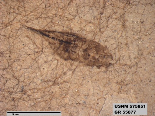 Genus sp