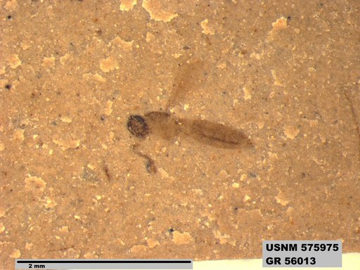 Insecta