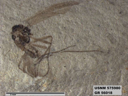 Insecta