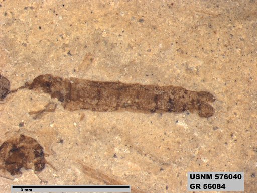 Genus sp