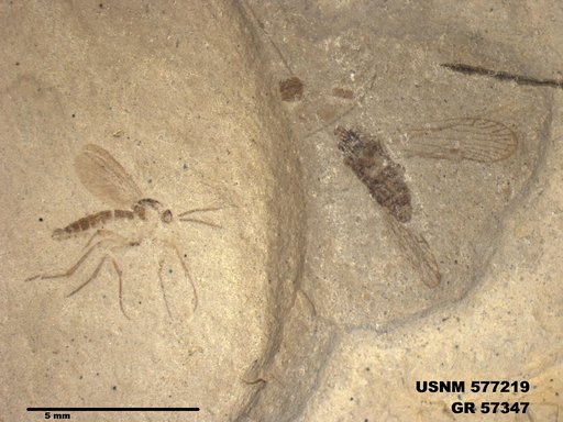 Insecta