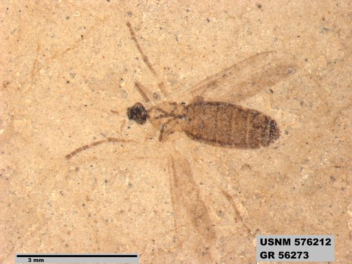 Insecta