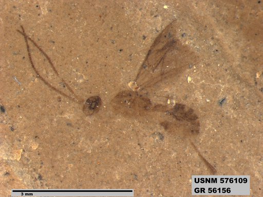 Genus sp
