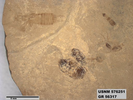 Genus sp