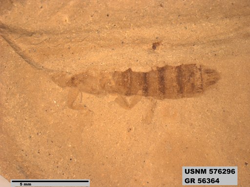 Insecta