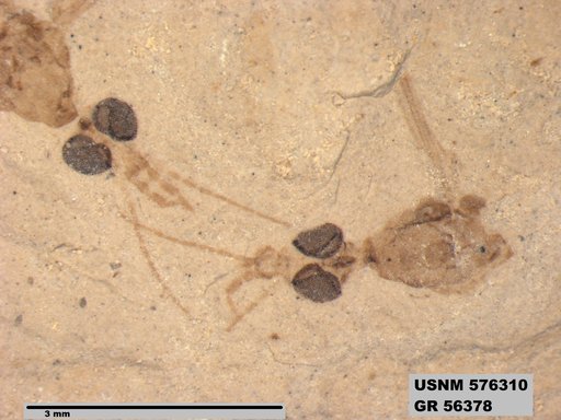 Insecta
