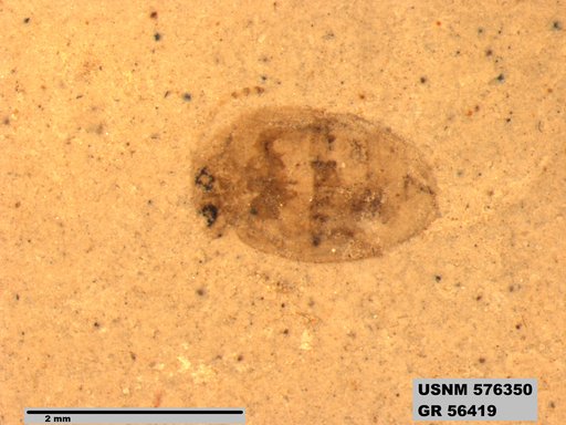 Insecta