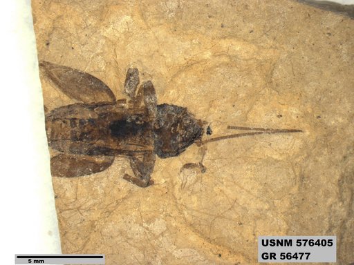 Insecta
