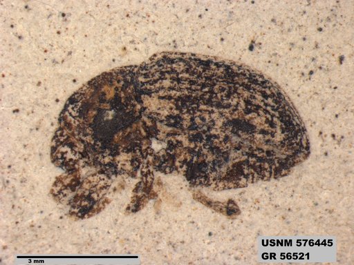 Insecta