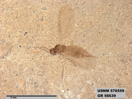 Insecta