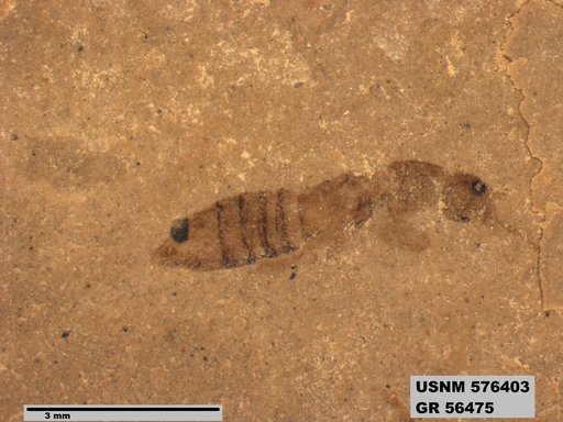 Insecta