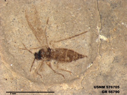 Insecta