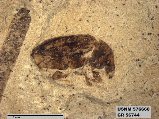 Insecta