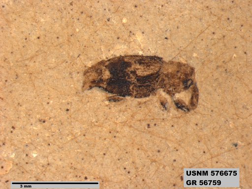 Insecta