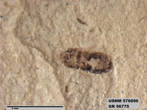 Insecta