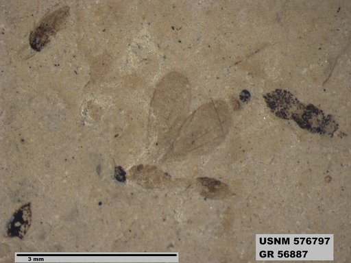 Insecta
