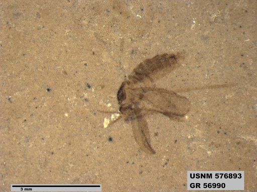 Insecta