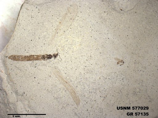 Insecta