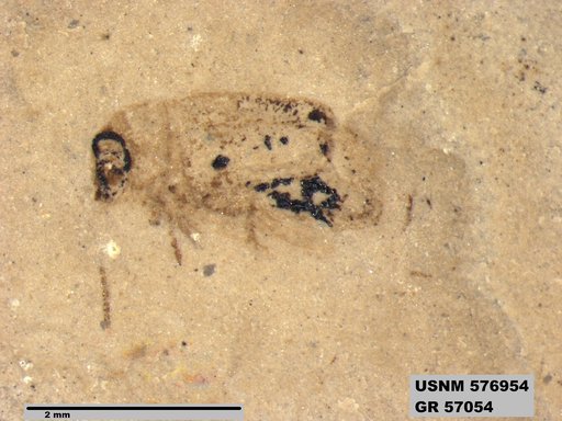 Insecta