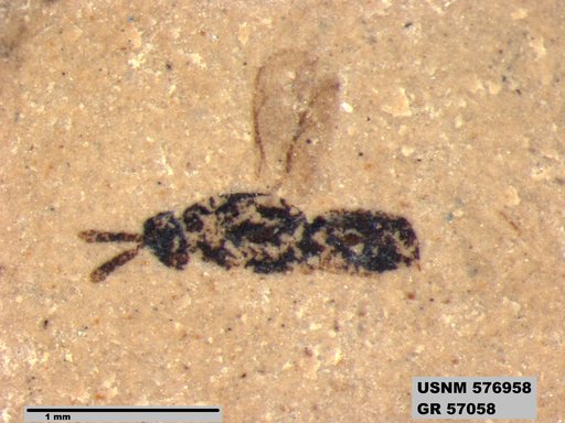 Insecta