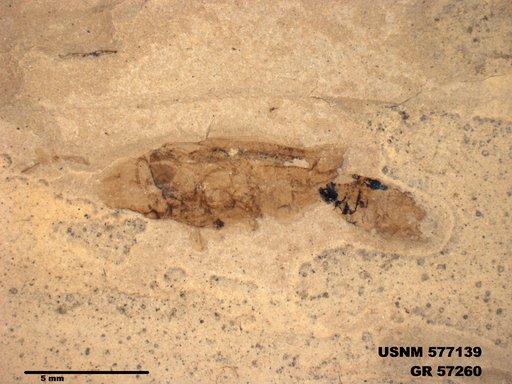 Insecta