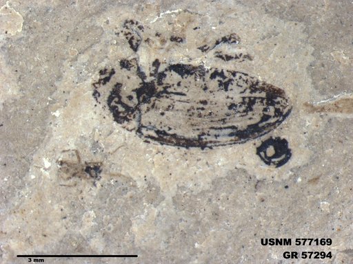 Insecta