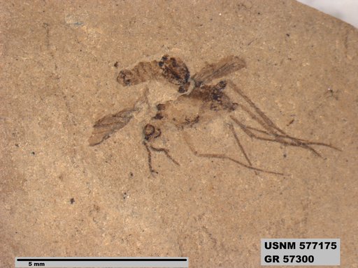 Insecta