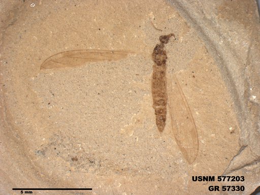 Insecta