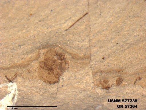 Genus sp