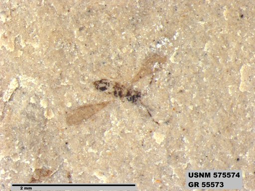 Insecta
