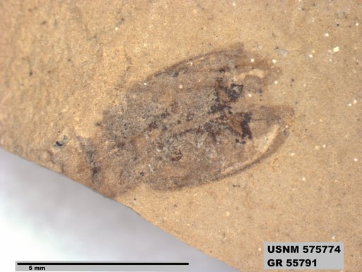 Insecta