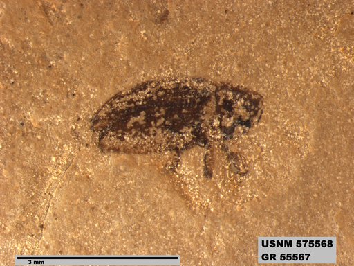 Insecta