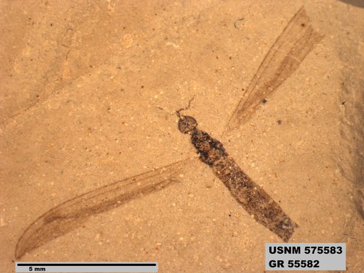 Genus sp