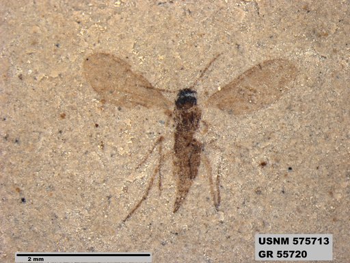 Insecta