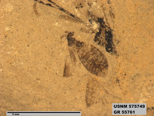 Insecta