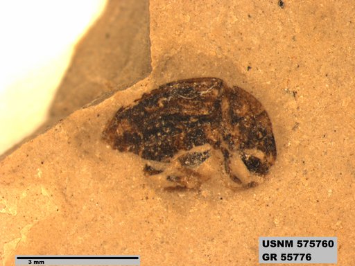 Insecta