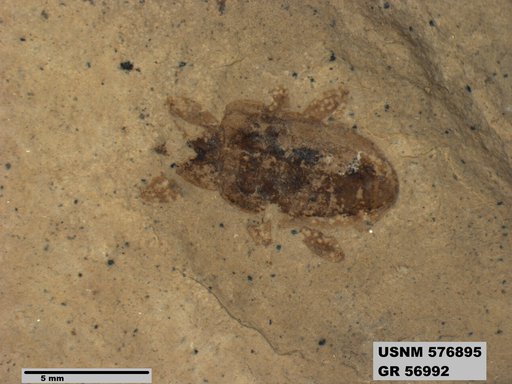 Insecta