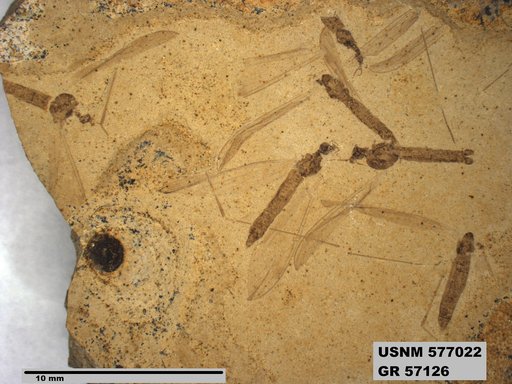 Insecta