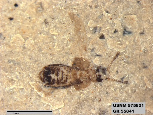 Insecta