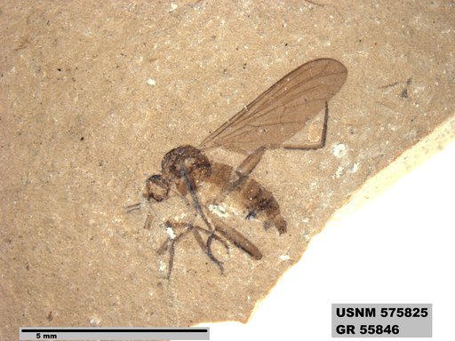Insecta
