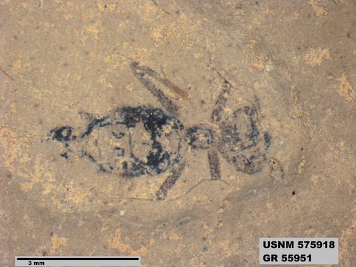 Genus sp