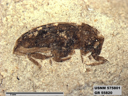 Insecta