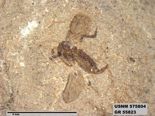 Insecta