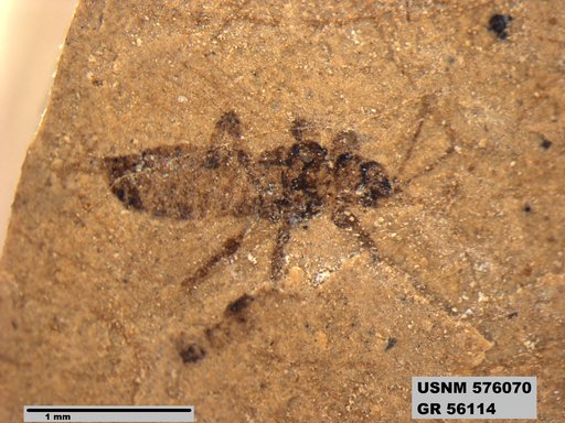 Insecta
