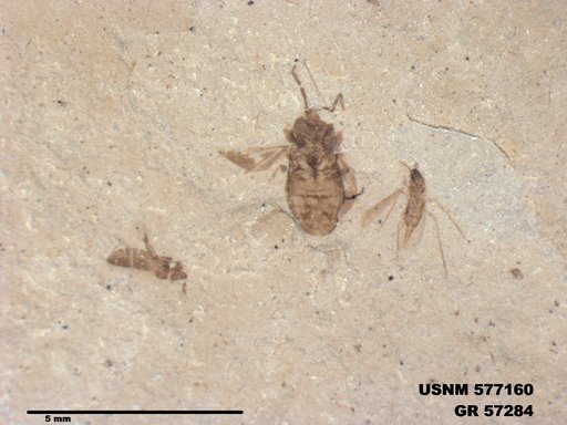 Genus sp
