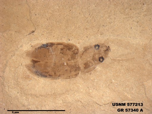 Insecta
