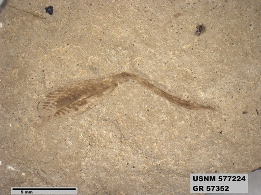 Insecta